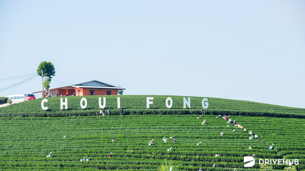 ที่เที่ยวสงกรานต์ ไร่ชาฉุยฟง จ.เชียงราย (Choui Fong Tea Plantation)
