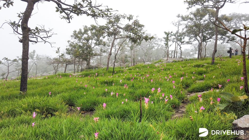 ที่เที่ยวหน้าฝน - ทุ่งดอกกระเจียว อุทยานป่าหินงาม จ.ชัยภูมิ (Pa Hin Ngam National Park)