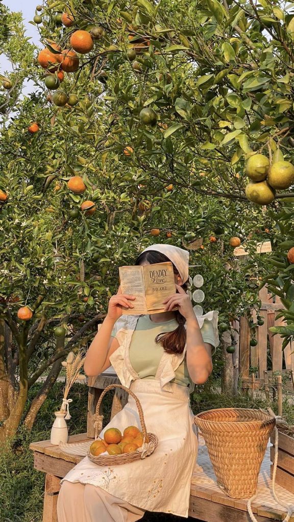 ที่เที่ยวม่อนแจ่ม - สวนส้มจินจู ม่อนแจ่ม (JINJU The Orange Farm)
