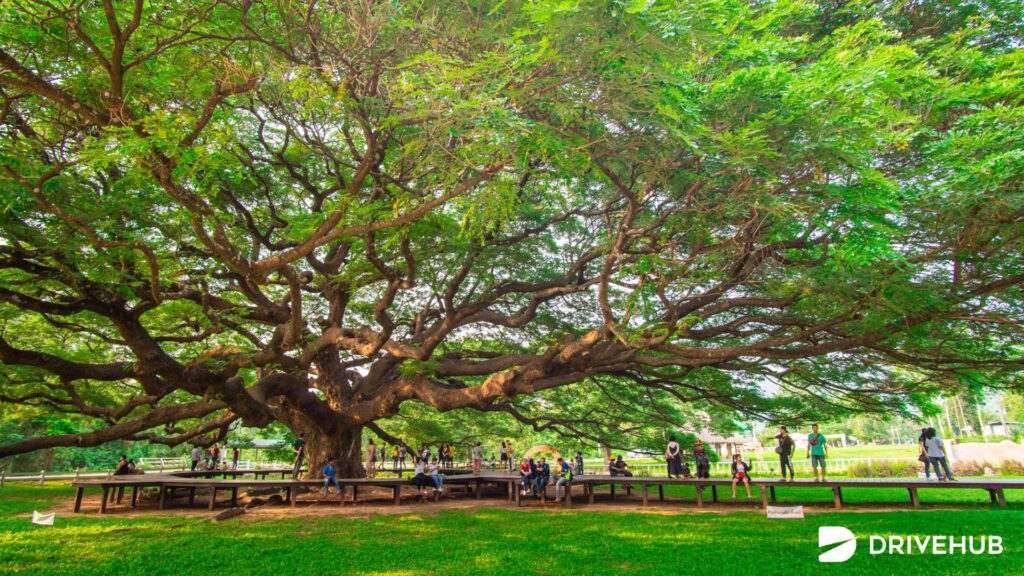 ที่เที่ยวกาญจนบุรี - ต้นจามจุรียักษ์ (Giant Raintree)  