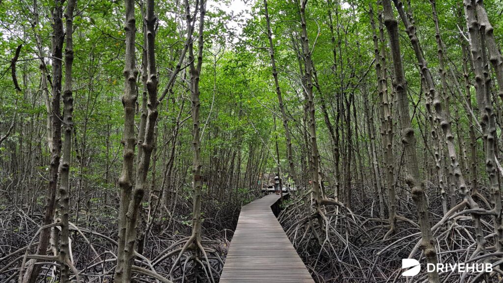 ที่เที่ยวจันทบุรี - ศูนย์ศึกษาธรรมชาติป่าชายเลนอ่าวคุ้งกระเบน (Khung Kraben Bay Mangrove Forest Education Center)
