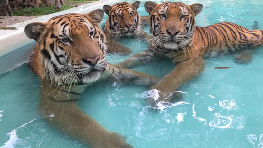 ที่เที่ยวพัทยา - ไทเกอร์ พาร์ค พัทยา (Tiger Park Pattaya)  