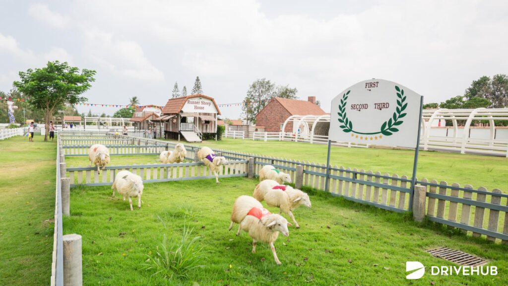 ที่เที่ยวพัทยา - ฟาร์มแกะพัทยา (Pattaya Sheep Farm)
