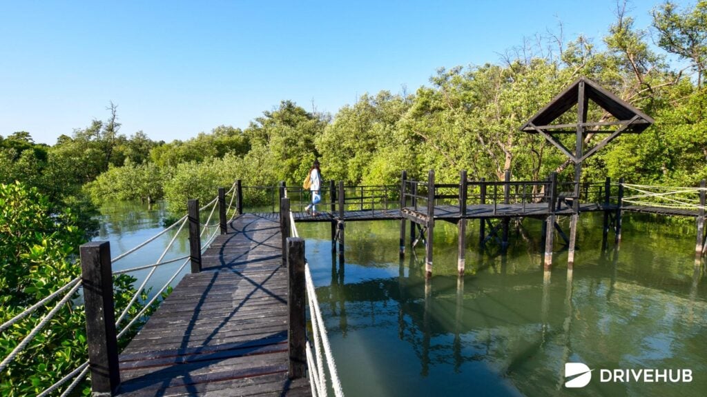 ที่เที่ยวชลบุรี - ศูนย์ศึกษาธรรมชาติ และอนุรักษ์ป่าชายเลน (The Nature Education Center for Mangrove Conservation and Ecotourism)
