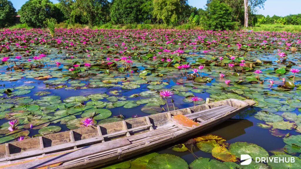ที่เที่ยวนครนายก - ทุ่งบัวแดง นครนายก (Lake Lotus Ban Na Nakhon Nayok)