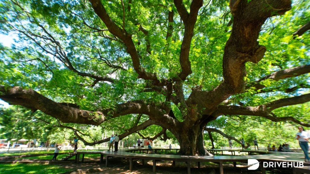ที่เที่ยวน้ำตกเอราวัณ - ต้นจามจุรียักษ์ (Giant Raintree)