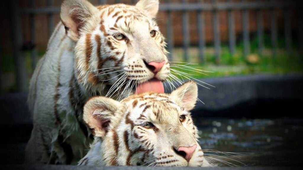 ที่เที่ยวหัวหิน - หัวหินซาฟารี (Hua Hin Safari & Adventure Park)